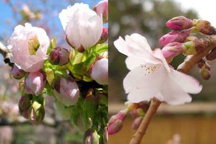Los microclimas urbanos generan diferencias en los tiempos, con zonas más cálidas donde los ejemplares brotan antes
