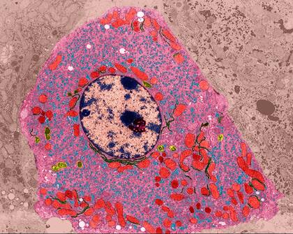 Los microorganismos llamados Protosterol Biota representan un nuevo eslabón en la cadena de nuestro linaje