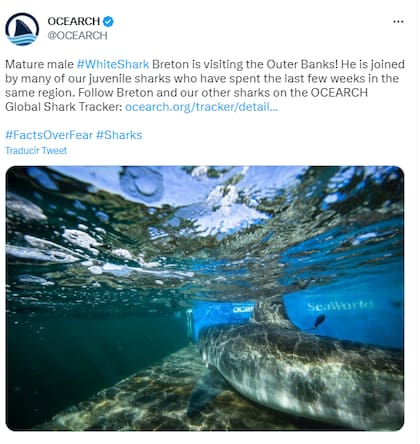 Los miembros de Ocearch explicaron que Breton está acompañado de tiburones juveniles, todos hacen su viaje anual de migración