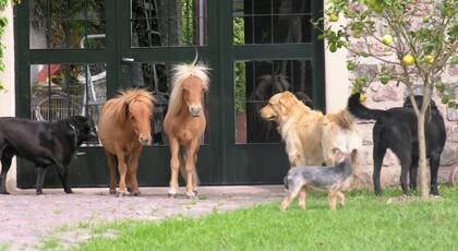 Los Mini Falabella están aptos para la compañía del hombre y de niños
