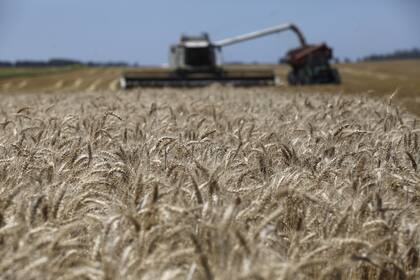 Los molinos dicen que solo hay un 10-15% de la oferta habitual de trigo