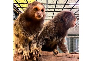 Rescataron a dos monos tití que eran vendidos de manera ilegal por redes sociales