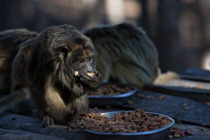 Los monos carayá de la reserva, amenazados por la crisis tras los incendios en Córdoba