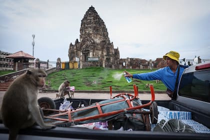 Los monos de cola larga -considerados como portadores de buena fortuna- eran parte esencial de la identidad de Lopburi, al norte de Bangkok, pero su población aumentó exponencialmente y las autoridades ordenaron un "programa de esterilización" para controlar la situación.