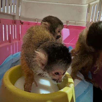 Los monos fueron trasladados en un canil hacia el refugio