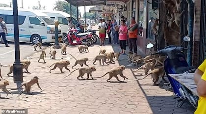 Los monos, hambrientos, amenazan a los y las lugareñas que ya no saben con qué alimentarlos.