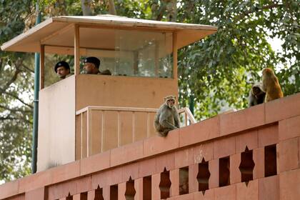 Los monos invadieron hasta el Parlamento en Nueva Delhi