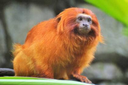 Los monos usan el “acento” de otra especie cuando ingresen a su territorio para ayudarlos a entenderse mejor