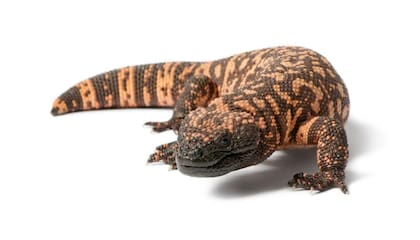 Los monstruos de Gila pasan la mayor parte de sus vidas escondidos, y los científicos creen que su veneno tiene que ver tanto con defensa como ataque.