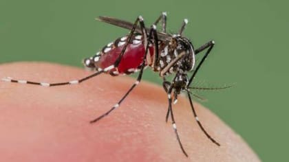 El mosquito Aedes aegypti es el transmisor de la enfermedad en occidente