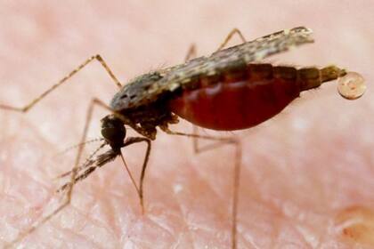 Los mosquitos hembra eliminan el exceso de agua de la sangre