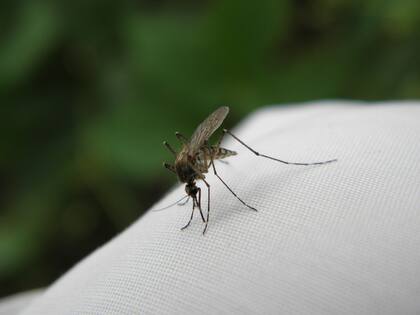 Los mosquitos infectados transmiten la malaria a los humanos a través de sus picaduras