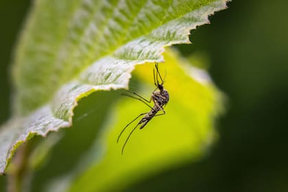 Los mosquitos invadieron la ciudad: cómo combatirlos