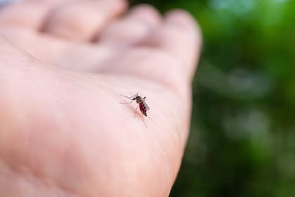 Los mosquitos se pueden combatir fácilmente con este repelente casero