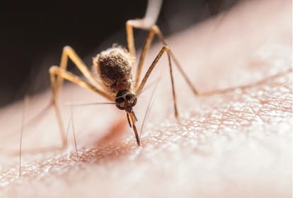 Los mosquitos volvieron a aparecer y alertaron a la población