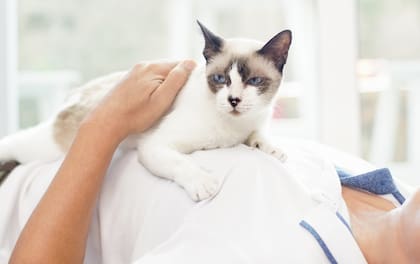 Los motivos por el que los gatos se acuestan sobre el pecho de su dueño