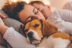 Los motivos por el que los perros eligen la panza de sus dueños para dormirse