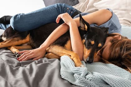 Los movimientos, ruidos y cambios de posición del animal durante la madrugada despiertan al humano en varias ocasiones, lo cual impide un descanso reparador y afecta el rendimiento diario en adultos sanos (Foto: Freepik)