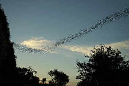 Los murciélagos pueden recorrer decenas de kilómetros