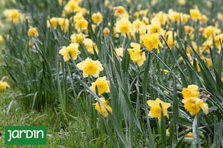 Viví la experiencia de ver florecer a las plantas bulbosas más lindas