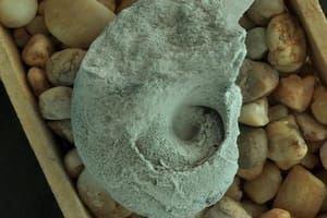 Los nautiloideos de este género vivieron en los mares de todo el mundo hace 210 millones de años (Foto:Pedro Patarroyo)