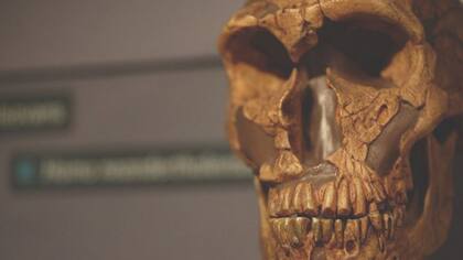 Los neandertales poblaron Europa durante cientos de miles de años hasta que se extinguieron hace 40.000 años