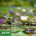 Las flores acuáticas más impactantes del mundo que colonizan el agua y desafían la lógica