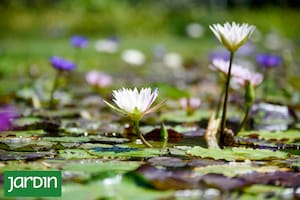 Las flores acuáticas más impactantes del mundo que colonizan el agua y desafían la lógica