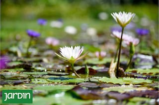 Las flores acuáticas más impactantes del mundo que colonizan el agua y desafían la lógica