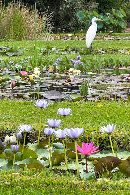 Los nenúfares son plantas acuáticas distribuidas de forma natural en todos los continentes y consideradas, sin exagerar, entre las más bellas que podemos incorporar a un espejo de agua