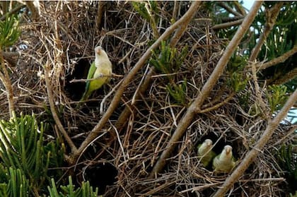 Los nidos de estos pájaros pueden llegar a pesar hasta 200 kilos y ser fatales en el caso de caer sobre un ser humano