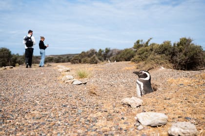 Los nidos están junto al sendero en la Estancia San Lorenzo, Chubut