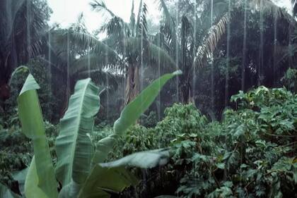 Los niños solo bebieron agua de lluvia durante el tiempo que estuvieron perdidos, reportan medios locales.