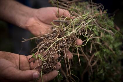 Los nódulos bacterianos en las raíces fijan el nitrógeno atmosférico y de esa manera las leguminosas no requieren abonos nitrogenados