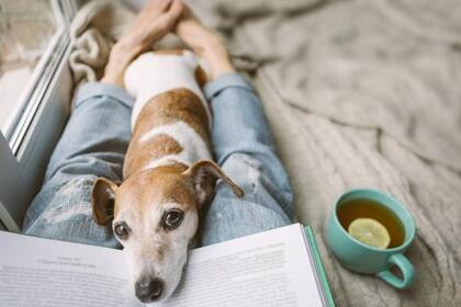 Los nombres de perros favoritos incluyen Sandwich, Croissant, Whiskey y Rosé