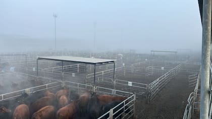 Los novillos, con 1281 cabezas, representaron el 12,99% del total vendido
