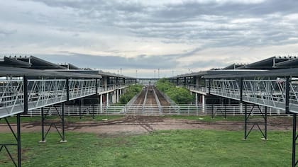 Los novillos, con 691 cabezas, representaron el 7,74% del total vendido