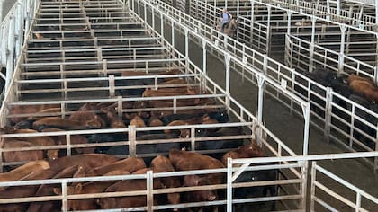 Los novillos, con 763 cabezas, representaron el 8,91% del total vendido