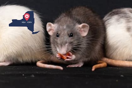 Los nuevos contenedores buscan atender el problema de los roedores en Nueva York (Pexels/Nikolett Emmert)