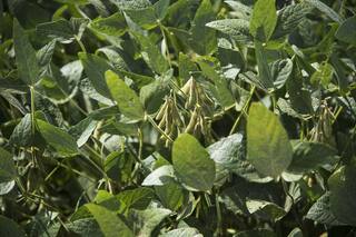 Soja. Entre lo probado y lo que vendrá