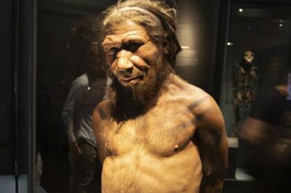 Los neandertales convivieron con los Homo sapiens