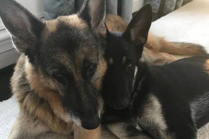 Los nuevos perros presidenciales: Champ y Major