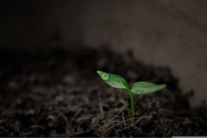 Los nutrientes de la cerveza ofrecen un impulso rápido a las hojas, al mejorar su color y aspecto general