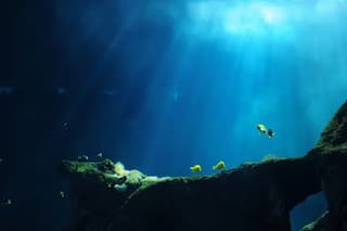 Los océanos rozan su récord de calor en marzo, alerta el observatorio Copernicus