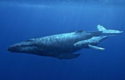 Los océanos son fundamentales para garantizar la vida humana en la Tierra; capturan carbono y calor, y son el hábitat de un millón de especies