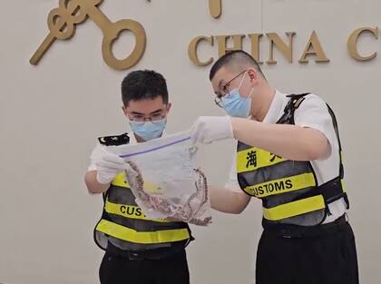 Los oficiales de aduana inspeccionaron las bolsas que contenían serpientes de todo los colores