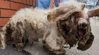 Los oficiales de la organización rescatista no pudieron reconocer la raza del perro sino hasta después de que le quitaran el pelaje