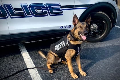 Los oficiales K-9 son perros policía detectores de narcóticos en Florida