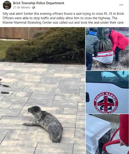 Los oficiales permanecieron al lado de la foca hasta que los especialistas llegaron a revisarla