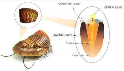 Los ojos de los trilobites, que vivieron hace 500 millones de años, eran bifocales: podían ver de lejos y de cerca al mismo tiempo